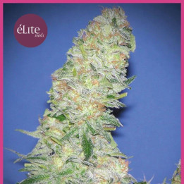 Mota Khan Afghana (Elite Seeds)