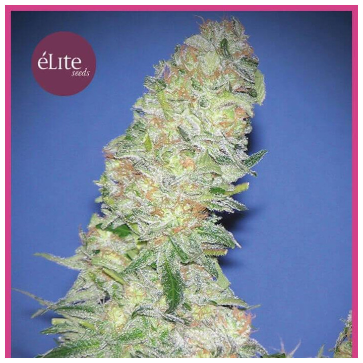 Mota Khan Afghana (Elite Seeds)