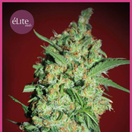 Banana Joint (Elite Seeds)