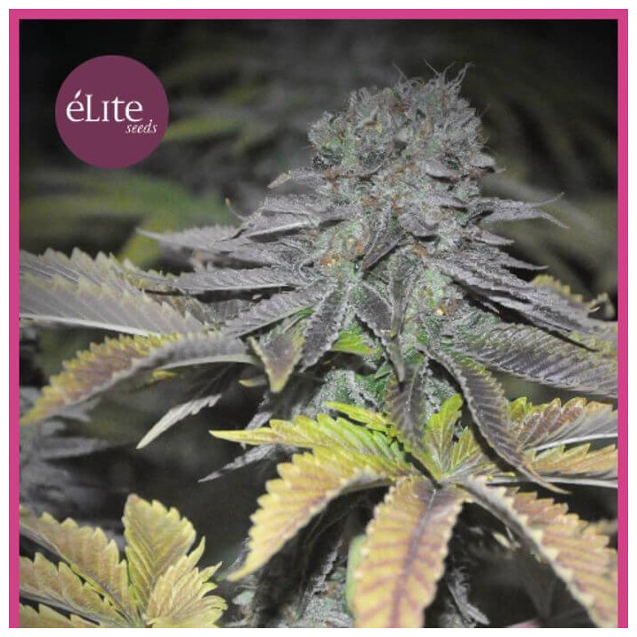 Early Widow (Elite Seeds)