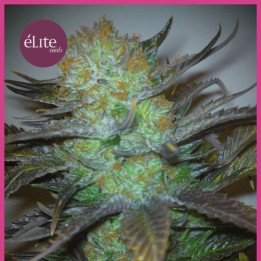 Black Hole (Elite Seeds)