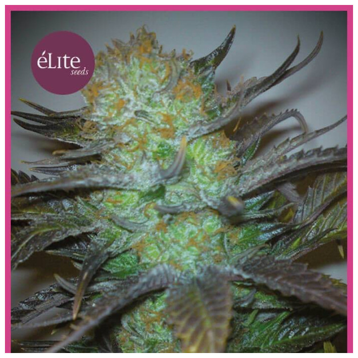 Black Hole (Elite Seeds)