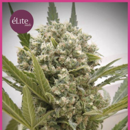 La Katana (Elite Seeds)