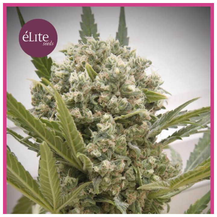 La Katana (Elite Seeds)
