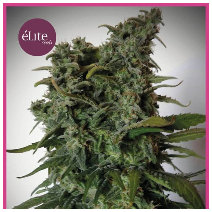 Élite 47 Auto (Elite Seeds)