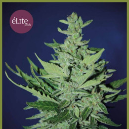 Goliat Auto (Elite Seeds)