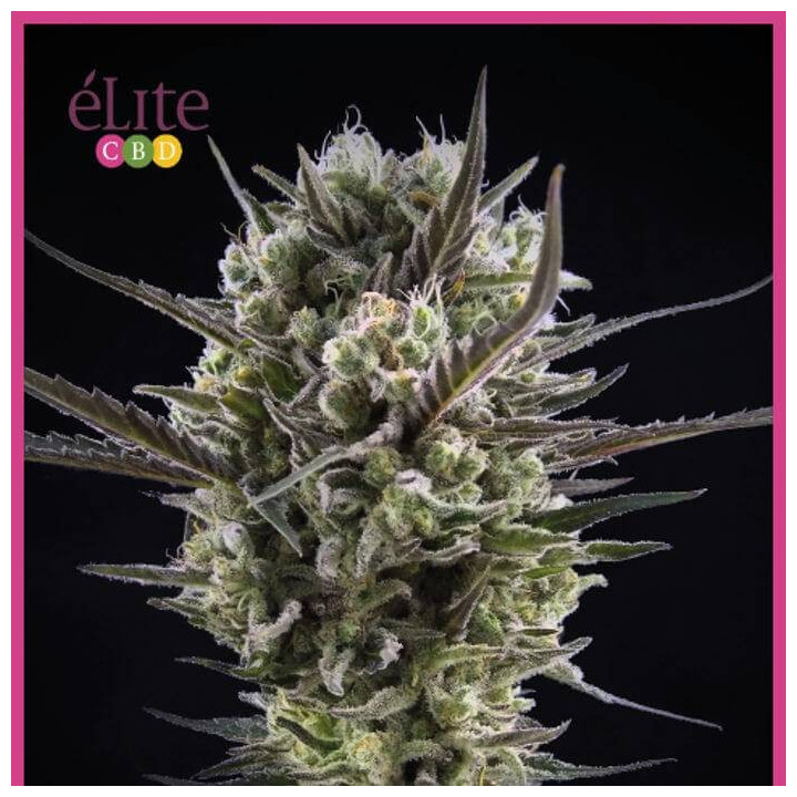 Llimonet Haze Clásica CBD (Elite Seeds)