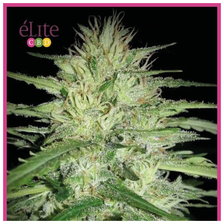 Juanita la lagrimosa (Elite Seeds)