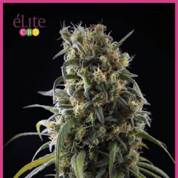 La Rica Clásica CBD (Elite Seeds)