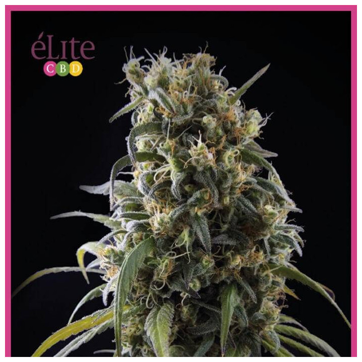 La Rica Clásica CBD (Elite Seeds)