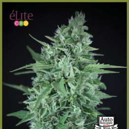La Rica Auto CBD (Elite Seeds)