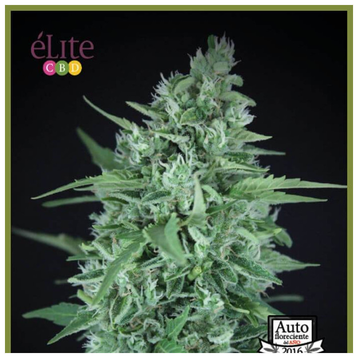 La Rica Auto CBD (Elite Seeds)