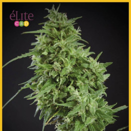 Amnesia Haze Ultra CBD (Elite Seeds)