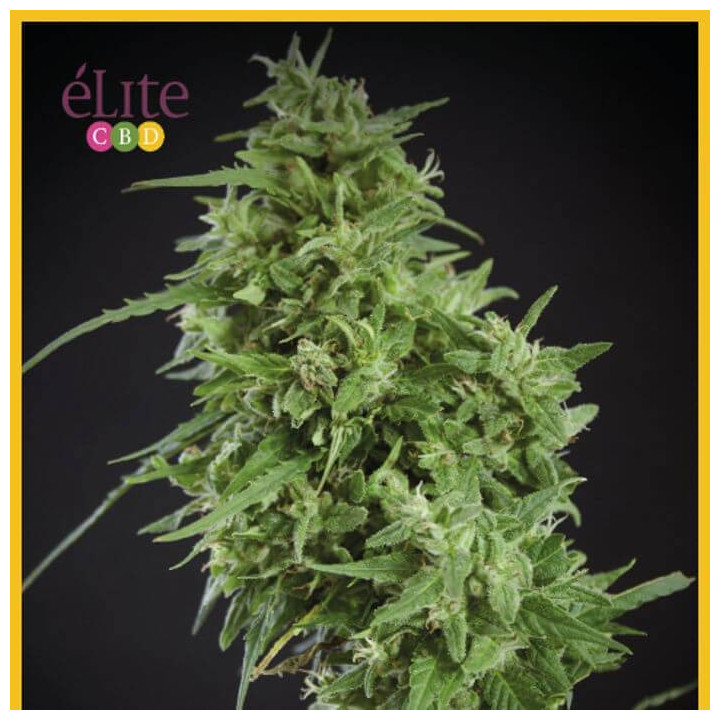 Amnesia Haze Ultra CBD (Elite Seeds)