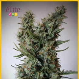 Jack Ultra CBD (Elite Seeds)