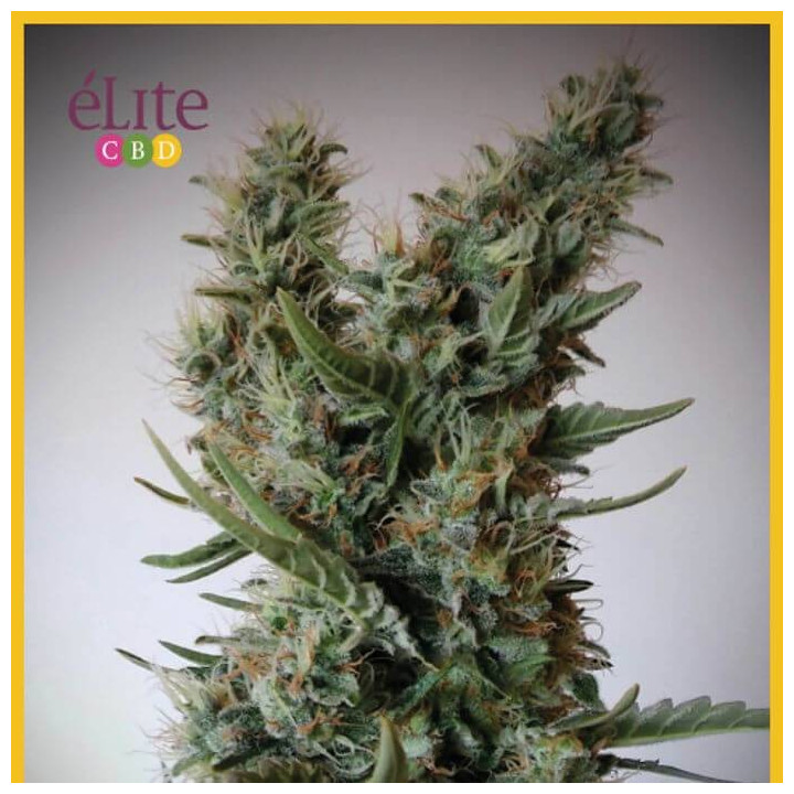 Jack Ultra CBD (Elite Seeds)