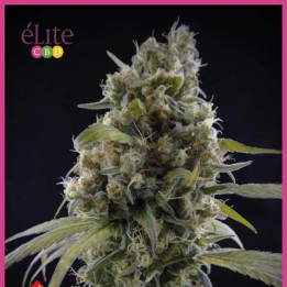 Solodiol Clásica CBD (Elite Seeds)