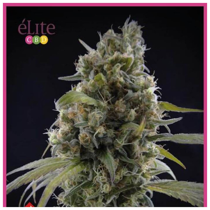 Solodiol Clásica CBD (Elite Seeds)