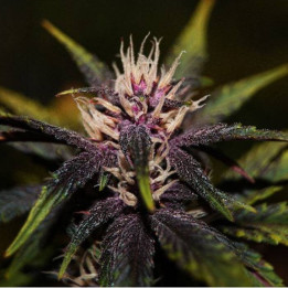 Purplediol Auto CBD (Elite Seeds)