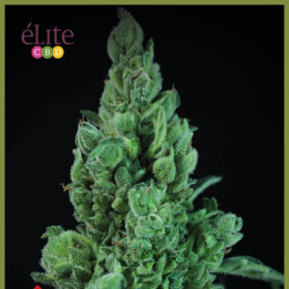 Solodiol Auto CBD (Elite Seeds)