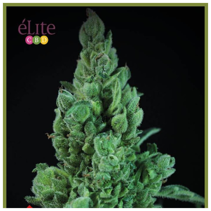 Solodiol Auto CBD (Elite Seeds)