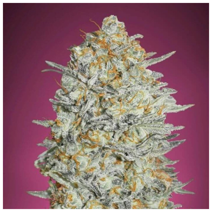 Gelato 33 (Advanced Seeds)