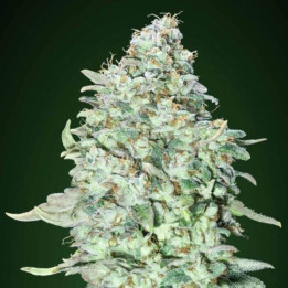 OG Kush S.F.V. (Advanced Seeds)