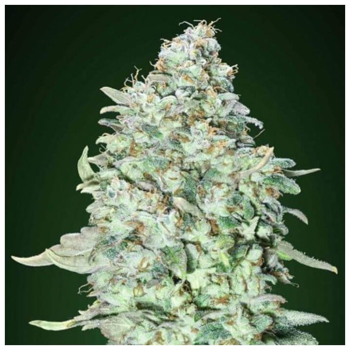 OG Kush S.F.V. (Advanced Seeds)