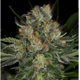 Serious Kush (Serious Seeds)