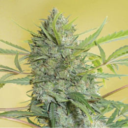 Serious Happiness Regular (Serious Seeds)