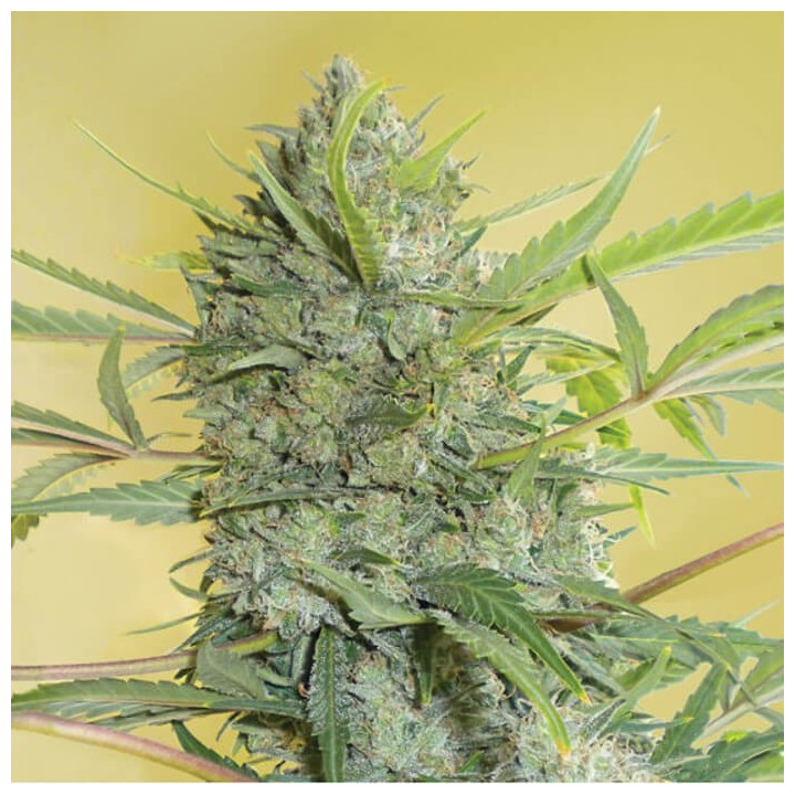 Serious Happiness Regular (Serious Seeds)