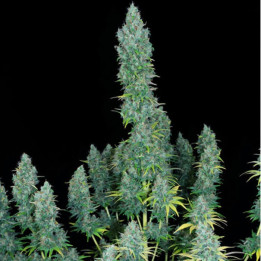 Serious Happiness (Serious Seeds)