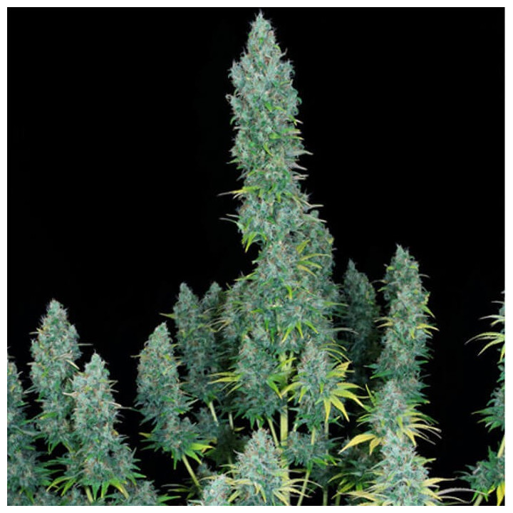 Serious Happiness (Serious Seeds)