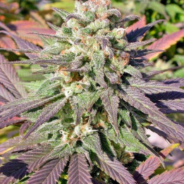 Chronic CBD (Serious Seeds)