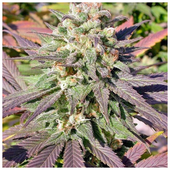 Chronic CBD (Serious Seeds)
