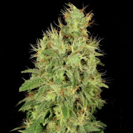 Chronic CBD (Serious Seeds)