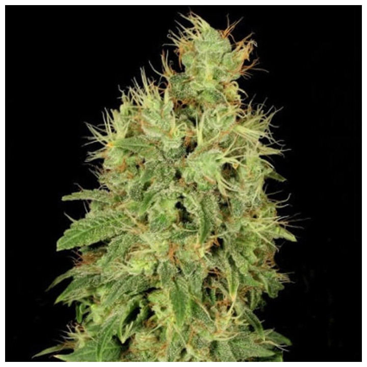 Chronic CBD (Serious Seeds)