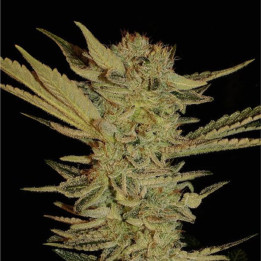Bubble Gum (Serious Seeds)