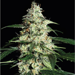 Skunk Auto (Strain Hunters)