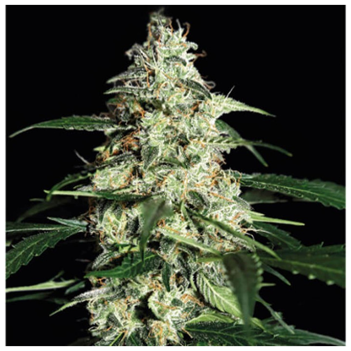 Skunk Auto (Strain Hunters)