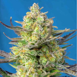 Sweet Cheese XL Auto (Sweet Seeds)