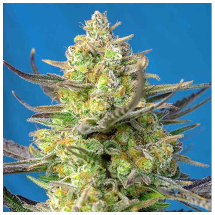 Sweet Cheese XL Auto (Sweet Seeds)