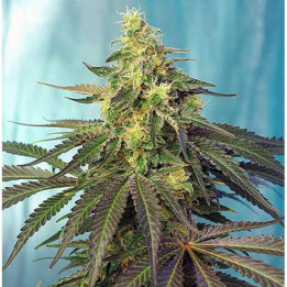 Cream Caramel CBD (Sweet Seeds)