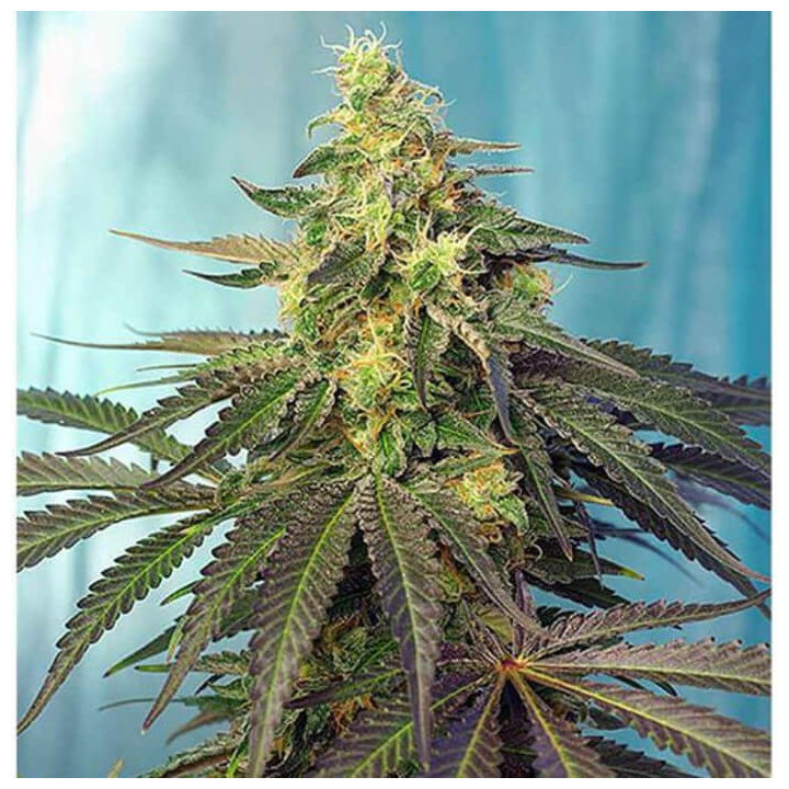 Cream Caramel CBD (Sweet Seeds)
