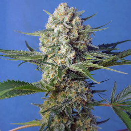 Crystal Candy F1 Fast Version (Sweet Seeds)