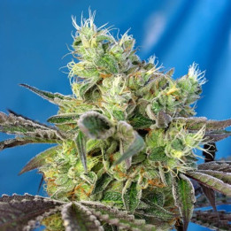 Do Sweet Dos (Sweet Seeds)
