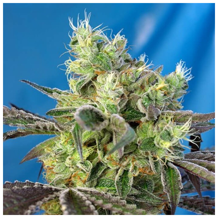 Do Sweet Dos (Sweet Seeds)