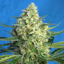 Jack 47 XL Auto (Sweet Seeds)