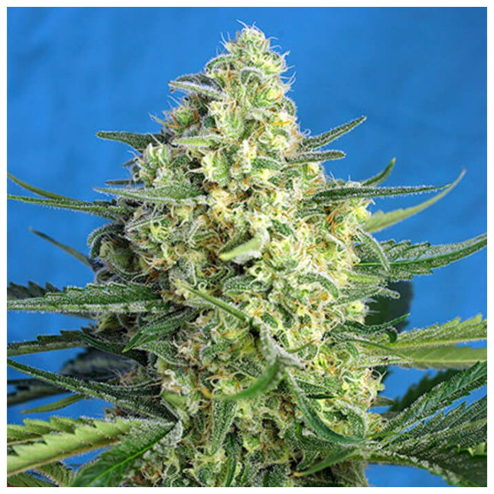 Jack 47 XL Auto (Sweet Seeds)