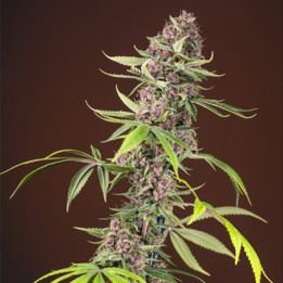 Red Mandarine F1 Fast Versión (Sweet Seeds)